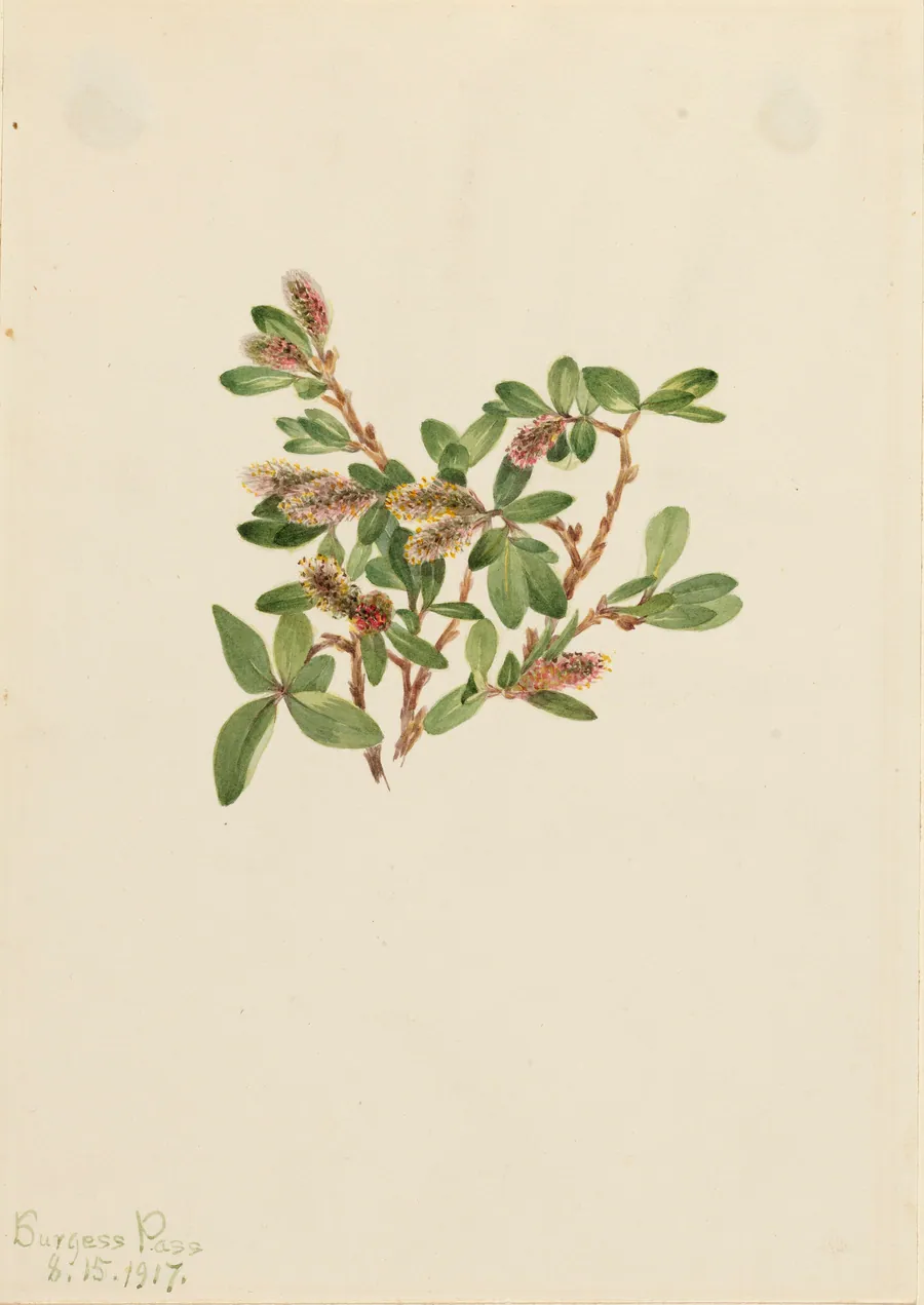 Rock Willow (Salix petrophila) by Mary Vaux Walcott, born Philadelphia, PA 1860-died St. Andrews, New Brunswick, Canada 1940