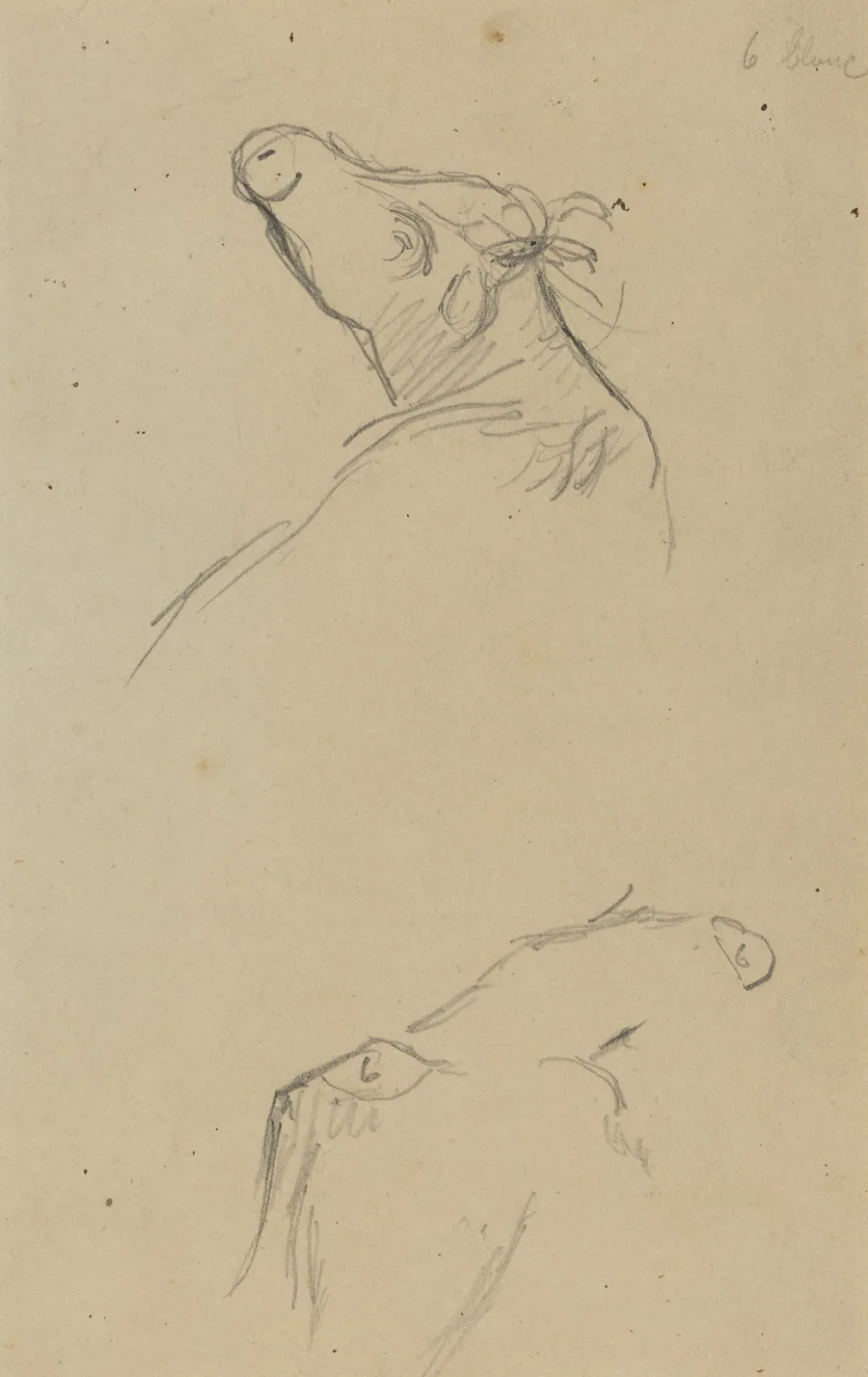 Two Cow's Heads [verso] by Paul Gauguin