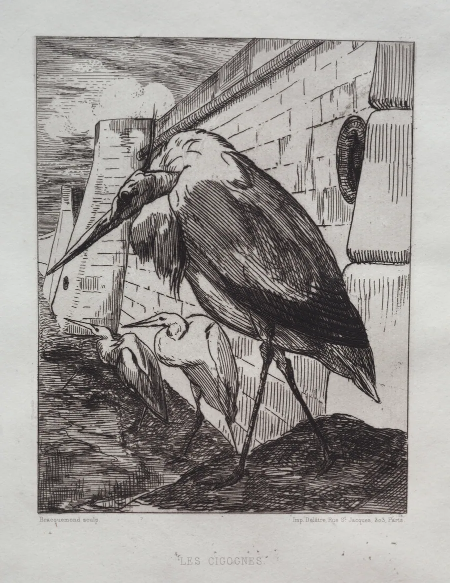The Storks by Félix Bracquemond