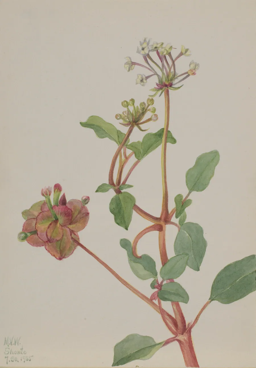 Untitled (Tripterocalyx pedunculatus) by Mary Vaux Walcott, born Philadelphia, PA 1860-died St. Andrews, New Brunswick, Canada 1940