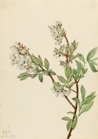 Highbush Blueberry (Vaccinium corymbosum)