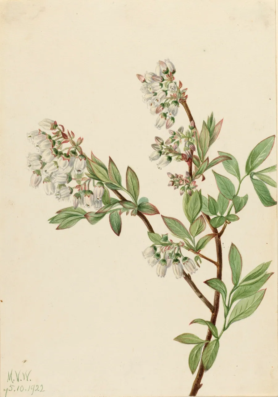 Highbush Blueberry (Vaccinium corymbosum) by Mary Vaux Walcott, born Philadelphia, PA 1860-died St. Andrews, New Brunswick, Canada 1940