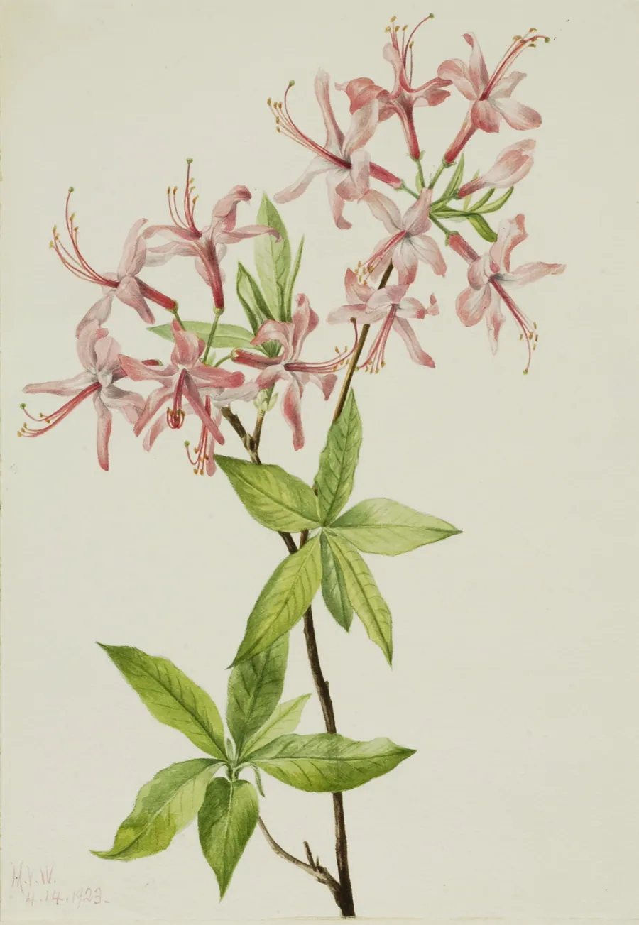 Downy Pinxter Bloom (Azalea rosea) by Mary Vaux Walcott, born Philadelphia, PA 1860-died St. Andrews, New Brunswick, Canada 1940
