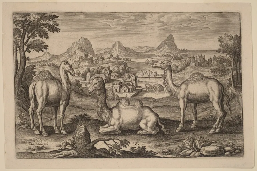 Two Dromedaries and a Camel by Adriaen Collaert
