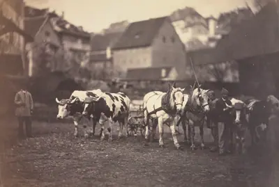 Untitled (Farm Animals)