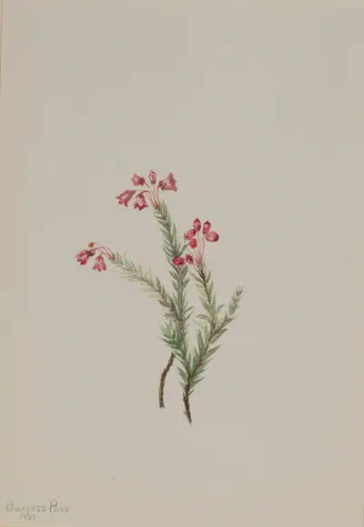 Pink Heather (Phyllodoce empetriformis)