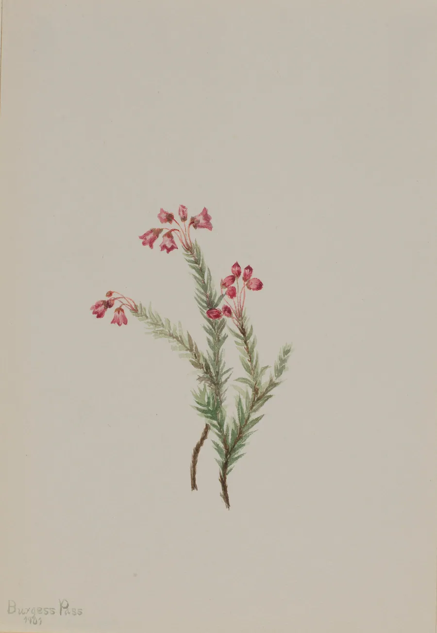 Pink Heather (Phyllodoce empetriformis) by Mary Vaux Walcott, born Philadelphia, PA 1860-died St. Andrews, New Brunswick, Canada 1940