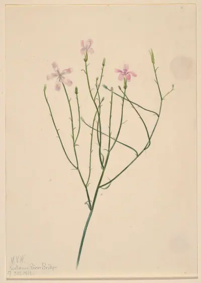 Skeleton Flower (Lygodesmia juncea)