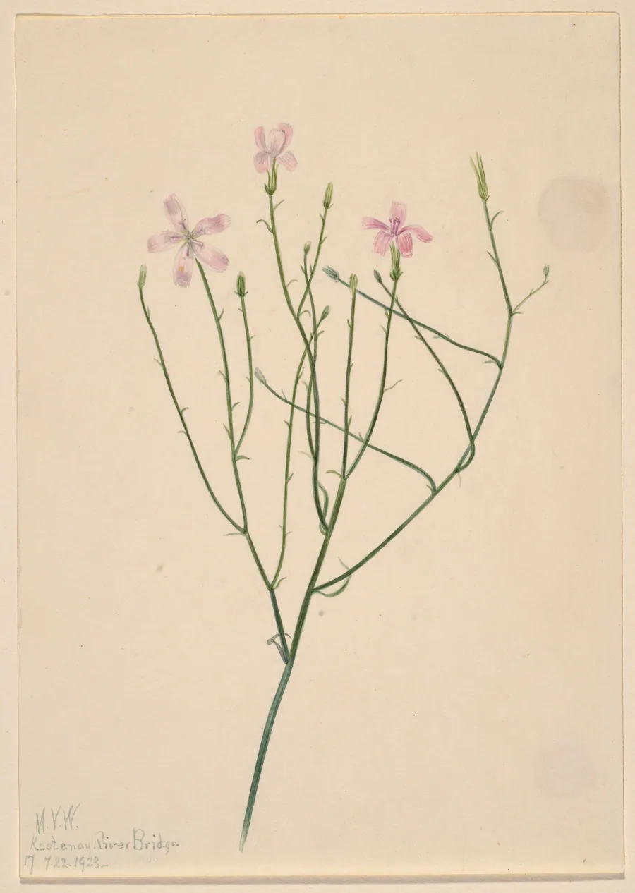 Skeleton Flower (Lygodesmia juncea) by Mary Vaux Walcott, born Philadelphia, PA 1860-died St. Andrews, New Brunswick, Canada 1940