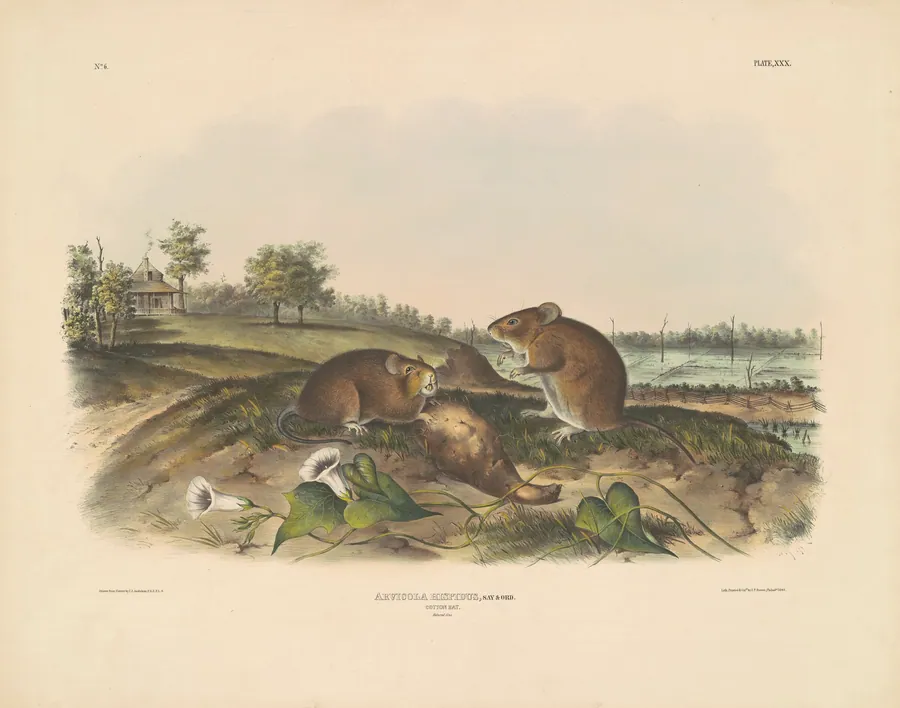 Cotton Rat by John T. Bowen