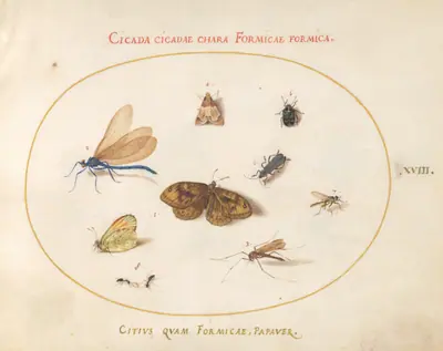 Plate 18: Two Butterflies and a Moth with a Damselfly, Two Ants, and Four Other Insects
