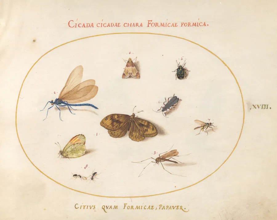 Plate 18: Two Butterflies and a Moth with a Damselfly, Two Ants, and Four Other Insects by Joris Hoefnagel