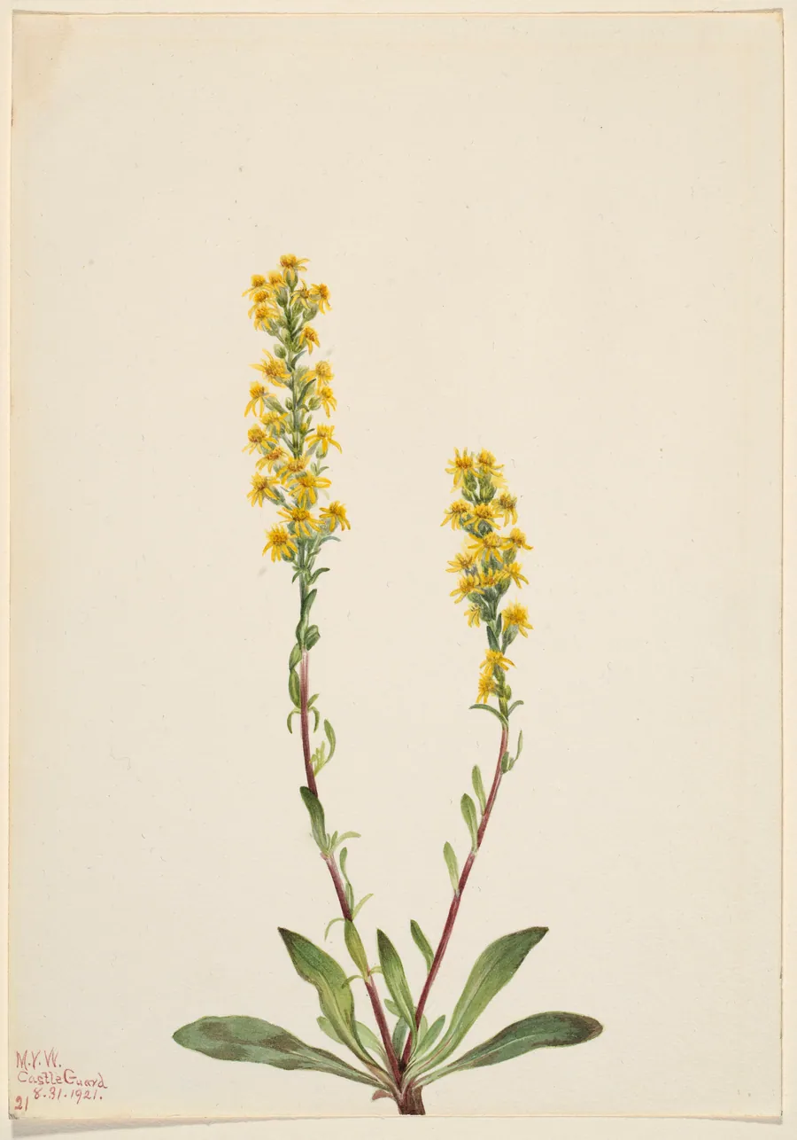 Mountain Goldenrod (Solidago oreophila) by Mary Vaux Walcott, born Philadelphia, PA 1860-died St. Andrews, New Brunswick, Canada 1940