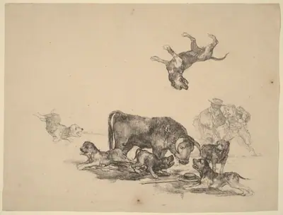 Bull Attacked by Dogs