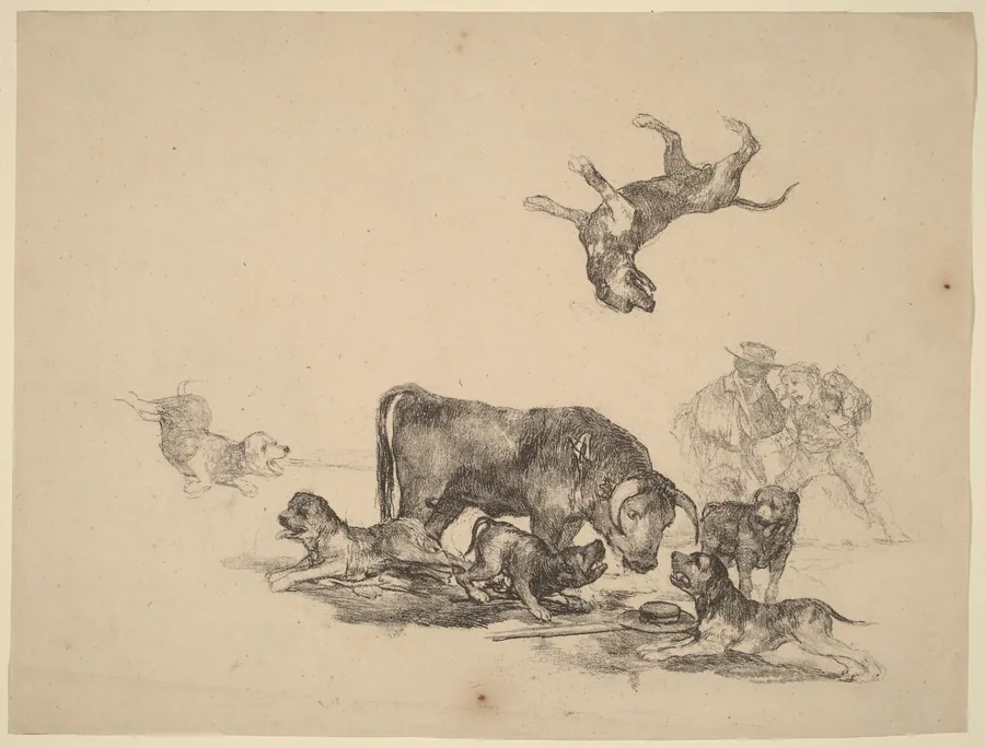 Bull Attacked by Dogs by Francisco Goya