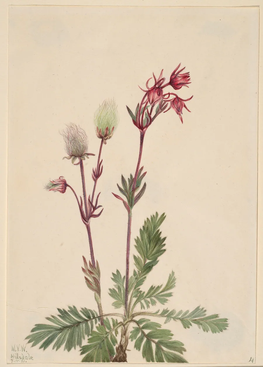 Prairie-Smoke (Sieversia ciliata) by Mary Vaux Walcott, born Philadelphia, PA 1860-died St. Andrews, New Brunswick, Canada 1940
