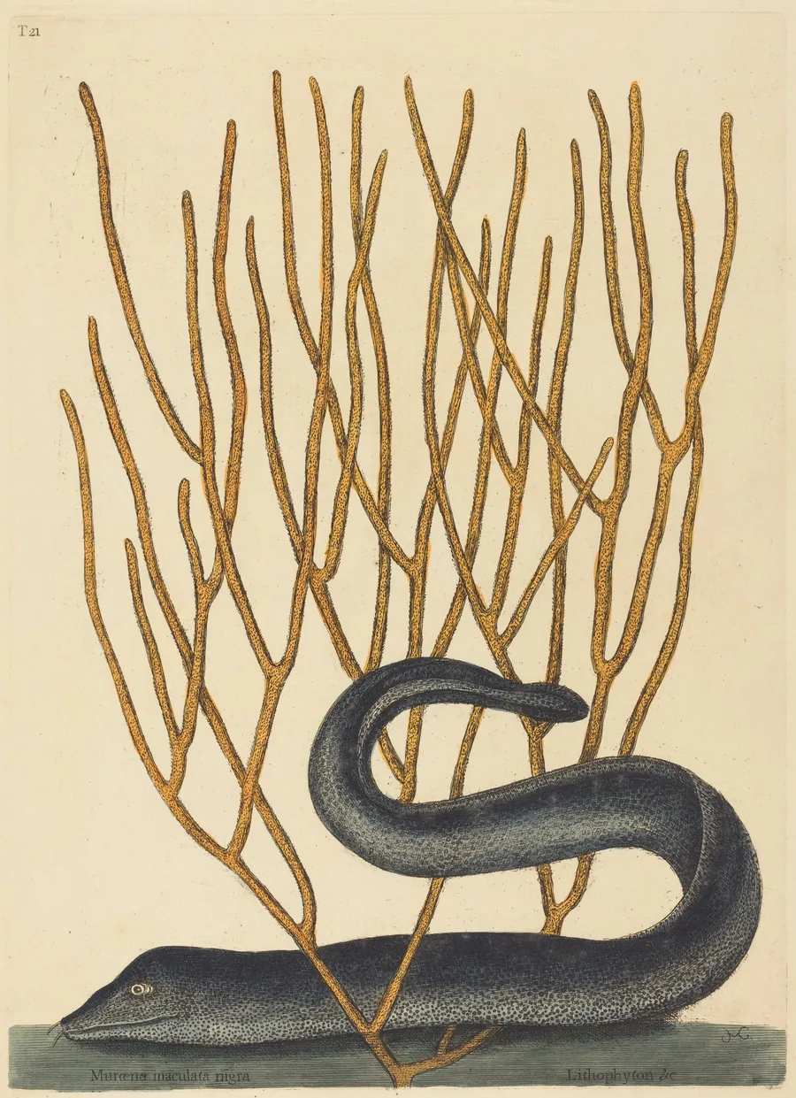 The Black Muray (Muraenae helenae varietas) by Mark Catesby