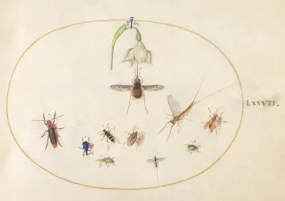Plate 77: Dotted Bee Fly with a White Flower, a Mayfly, a Blue Weevil, and Other Insects