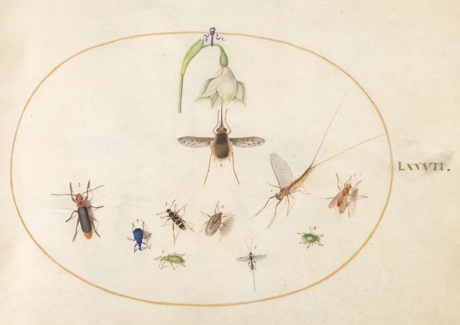 Plate 77: Dotted Bee Fly with a White Flower, a Mayfly,  a Blue Weevil, and Other Insects by Joris Hoefnagel