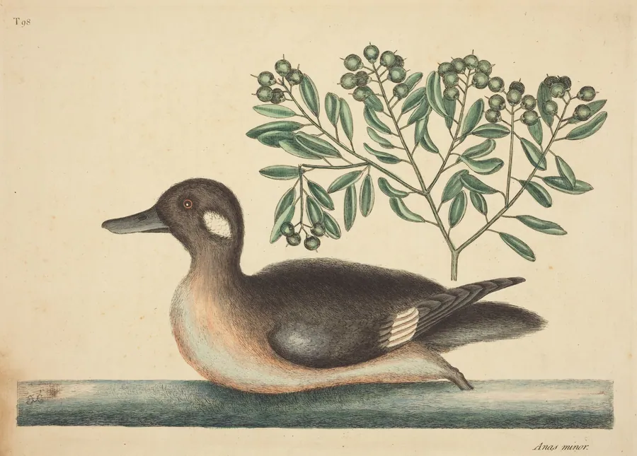 The Little Brown Duck (Anas rustica) by Mark Catesby