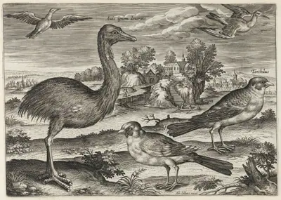 Double-Wattled Cassowary and Finches