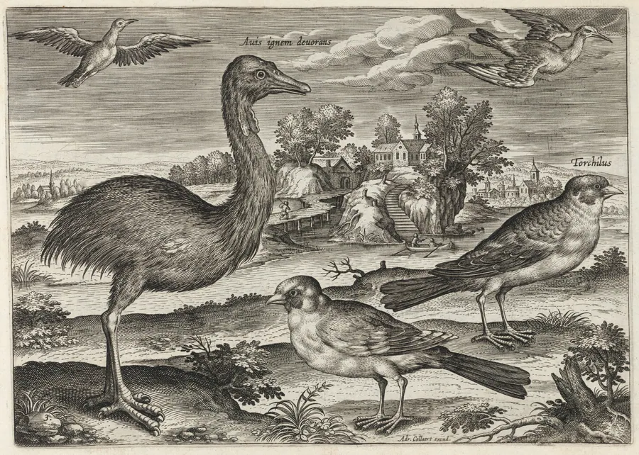 Double-Wattled Cassowary and Finches by Adriaen Collaert