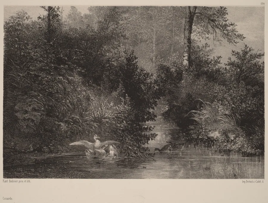 Canards by Karl Bodmer