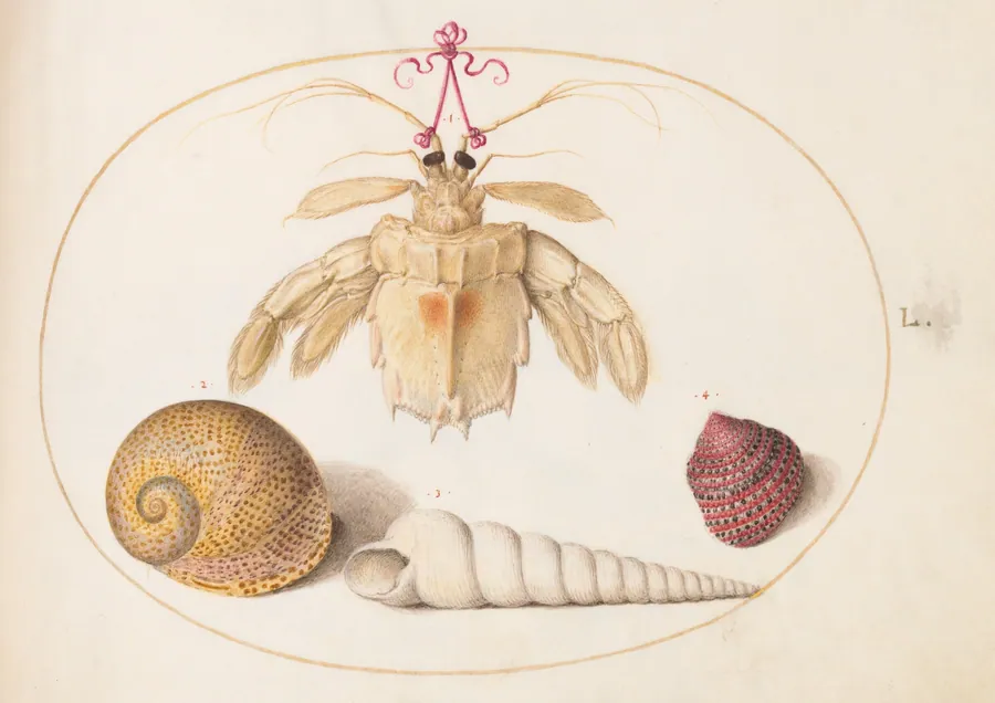 Plate 50: A Partial Mantis Shrimp with Tower Snail Shells by Joris Hoefnagel