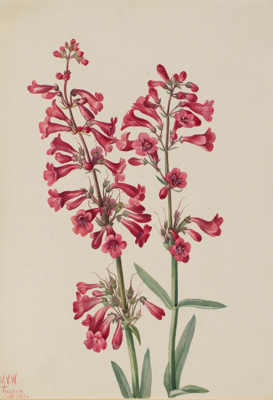 Parry's Penstemon (Penstemon parryi) by Mary Vaux Walcott, born Philadelphia, PA 1860-died St. Andrews, New Brunswick, Canada 1940