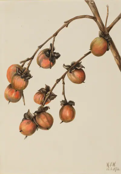 Persimmon (Diospyros virginiana)