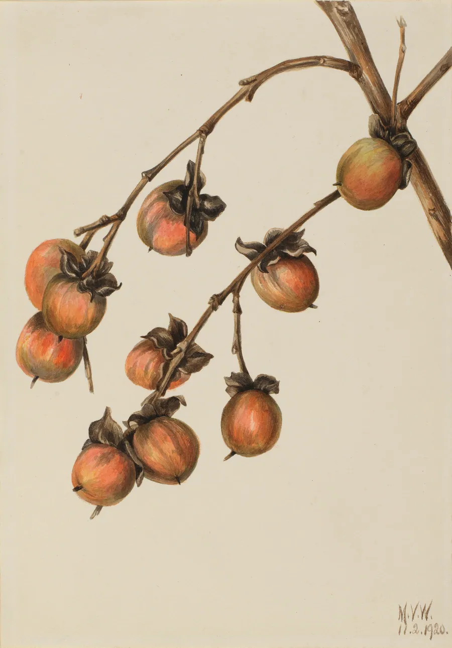 Persimmon (Diospyros virginiana) by Mary Vaux Walcott, born Philadelphia, PA 1860-died St. Andrews, New Brunswick, Canada 1940