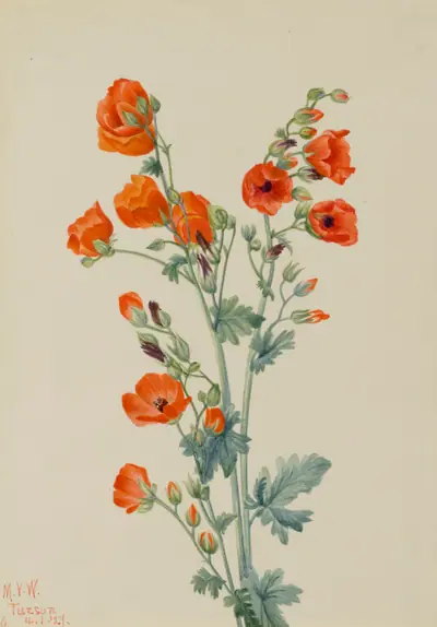 Scarlet Globe Mallow (Sphaeralcea grossulariaefolia)