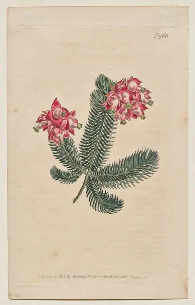 The Botanical Magazine or Flower Garden Displayed: Plate 966, Erica Elegans. Elegant Heath [Erica glauca]