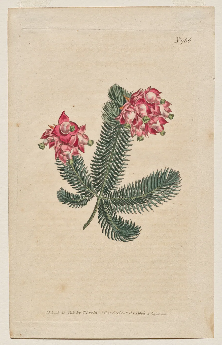 The Botanical Magazine or Flower Garden Displayed: Plate 966, Erica Elegans. Elegant Heath [Erica glauca] by Francis Sansom
