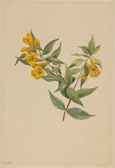 Yellow Jessamine (Gelsemium sempervirens)