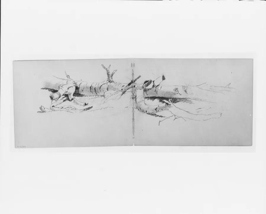 Study of a Fallen Tree (from sketchbook) by David Johnson
