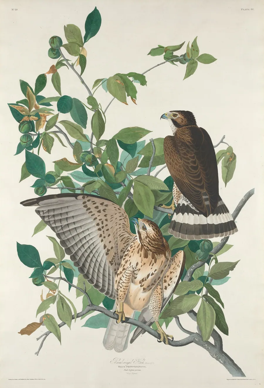 Broad-winged Hawk by Robert Havell, Jr.