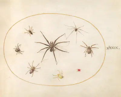 Plate 39: Eight Spiders