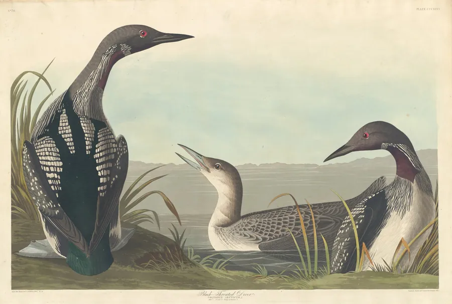 Black-throated Diver by Robert Havell, Jr.
