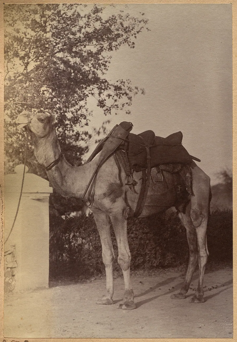 Captain Bailward's camel (verso, left) by Raja Deen Dayal