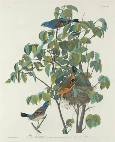 Blue Grosbeak
