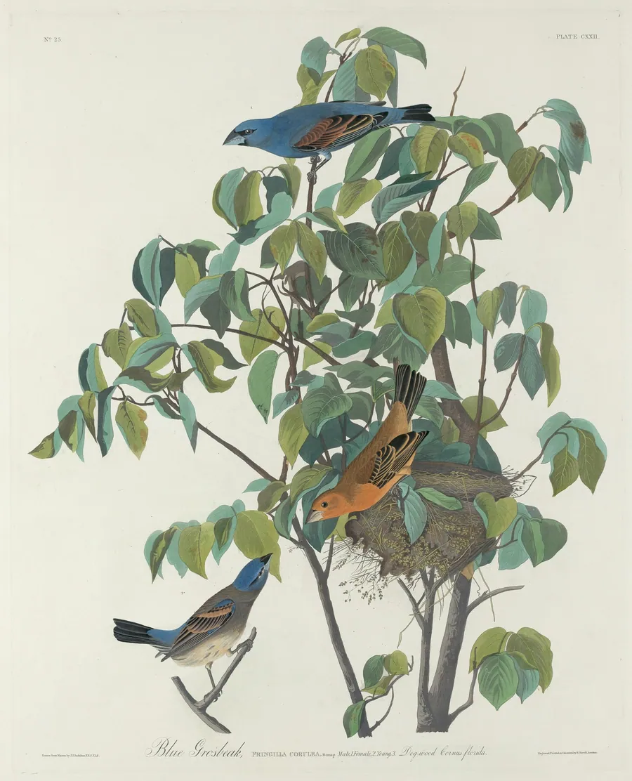 Blue Grosbeak by Robert Havell, Jr.