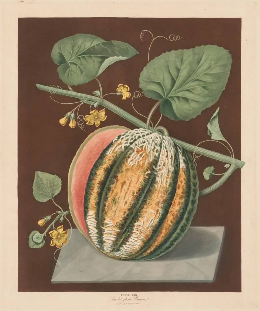 Pomona Britannica:  No. 64 - Scarlet Flesh Romana Melon by George Brookshaw