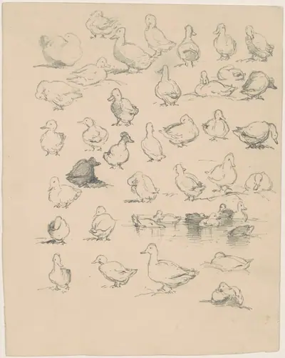 Ducks