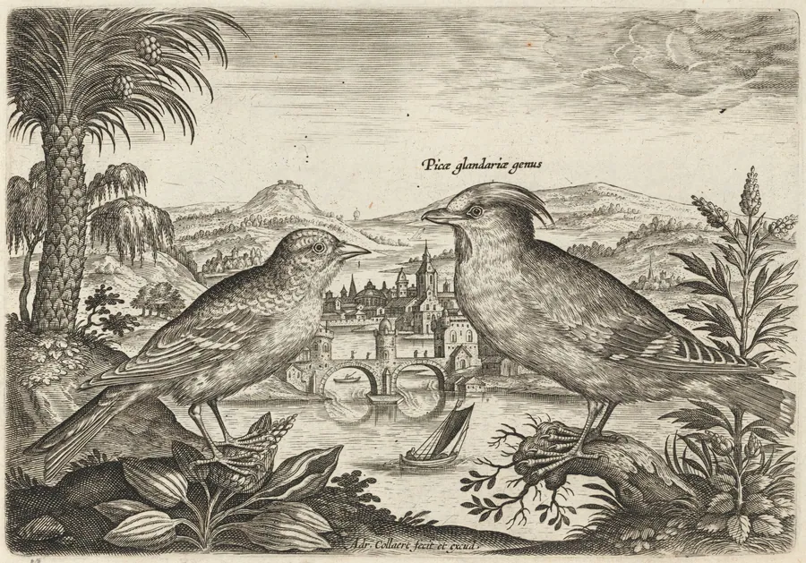 Waxwing and Another Bird by Adriaen Collaert