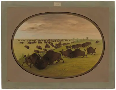 Bulls Fighting