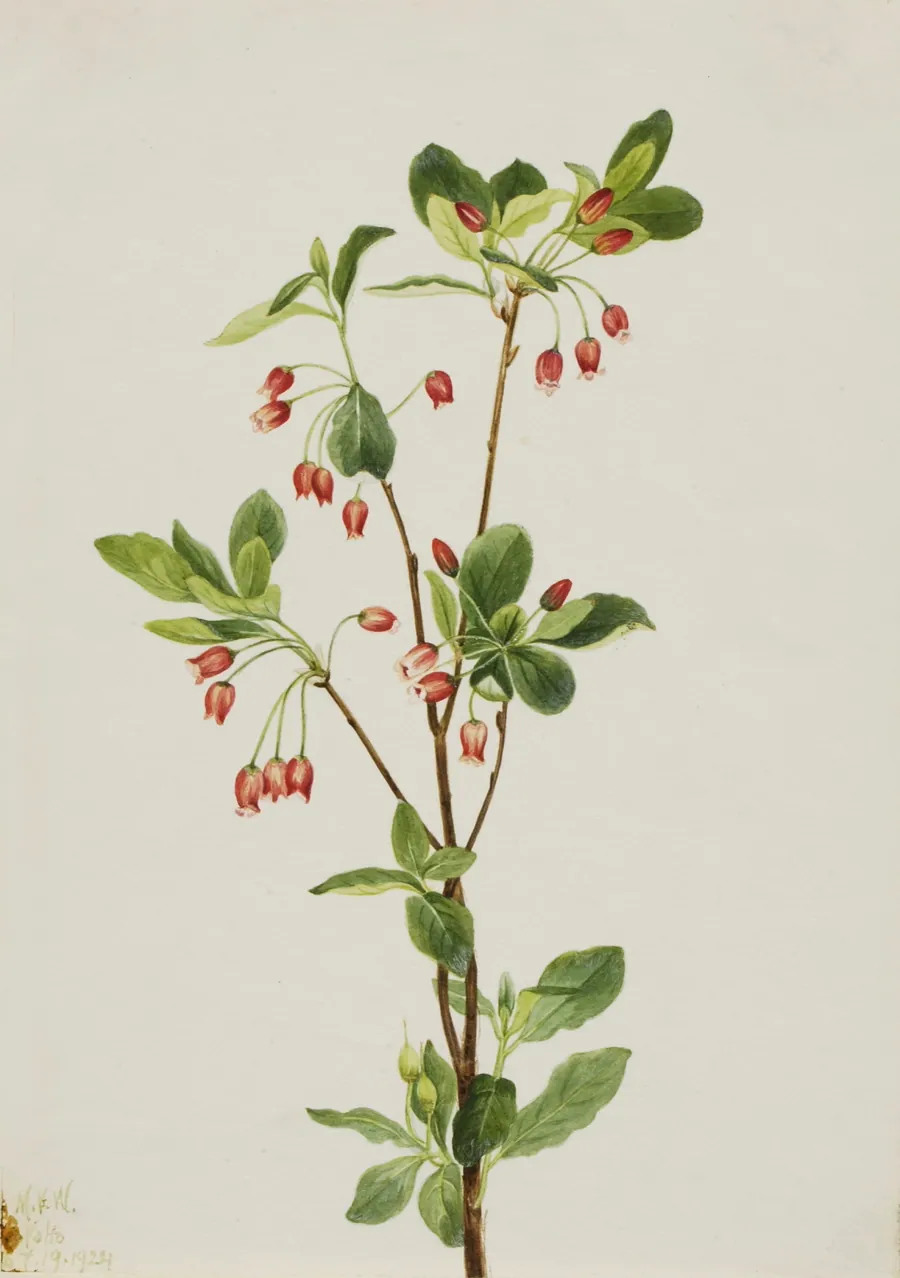 Western Menziesia (Menziesia glabella) by Mary Vaux Walcott, born Philadelphia, PA 1860-died St. Andrews, New Brunswick, Canada 1940