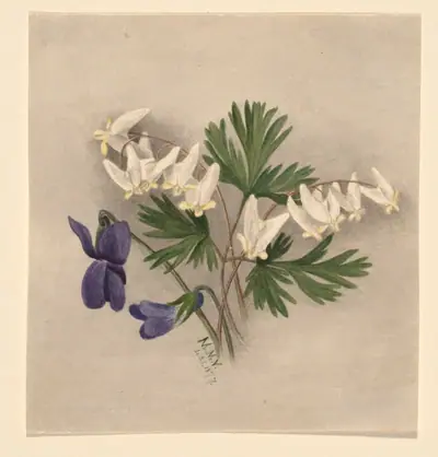 Dutchman's Breeches (Bikukulla cucullaria)
