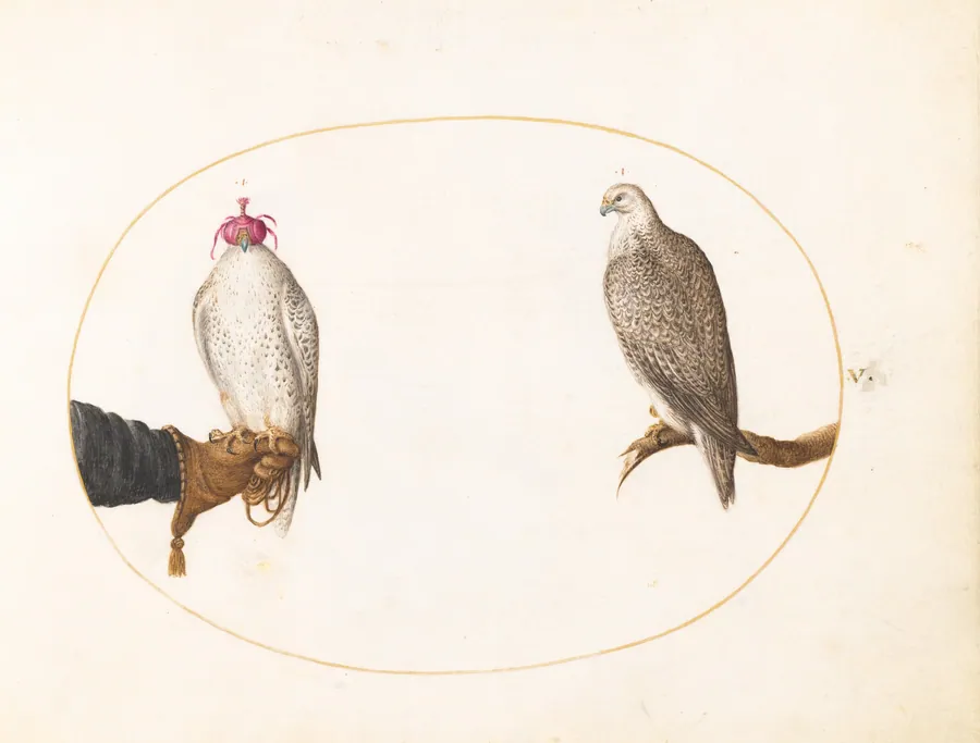 Plate 5: A Hooded Falcon and Its Wild Counterpart by Joris Hoefnagel