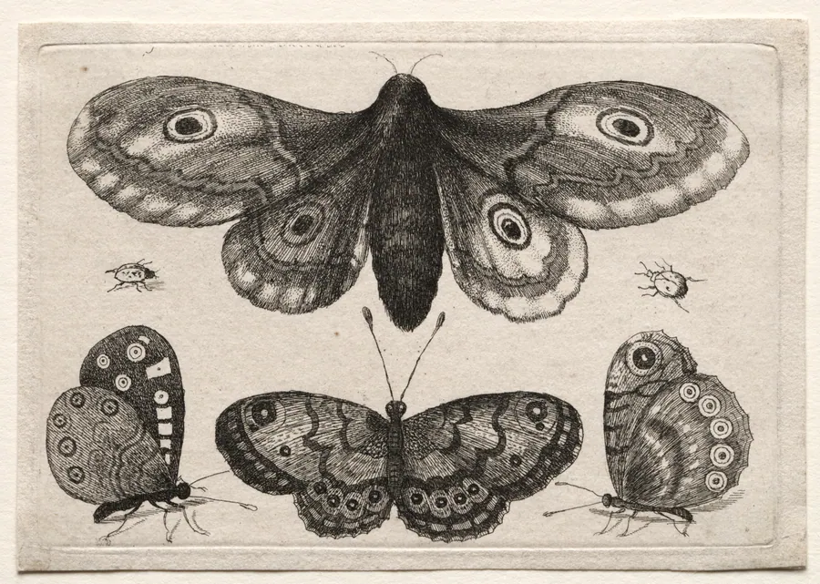 Muscarum Scarabeorum, vermiumque Variae Figure & Formae: A Moth, Three Butterflies and Two Beetles by Wenceslaus Hollar